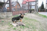 W asyście policji wolontariusze odebrali mieszkance ulicy Kalinowej jedenaście psów