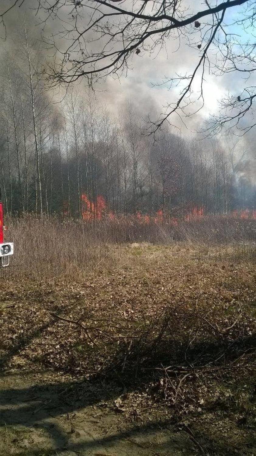 Pożar nieużytków w Opolu Lubelskim