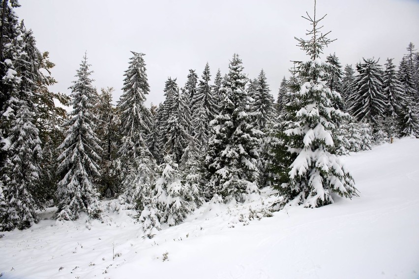 Śnieg w Beskidach. GOPR ostrzega - warunki na szlakach trudne! [ZDJĘCIA]