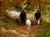 Owce z Czarnego w drodze do domu. Zobaczcie redyk w obiektywie Waldemara Dobrowolskiego. Naprawdę warto!