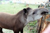 Tapir JUNTO nowym mieszkańcem zamojskiego  ZOO