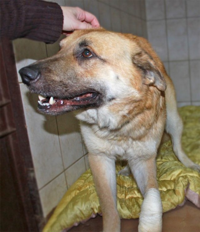 Reksio - pies przebywający aktualnie na leczeniu w łódzkim schronisku dla zwierząt. On ma już swój dom.
