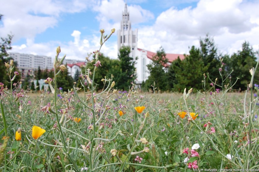 Kwietne łąki w Białymstoku. Przepiękne kwiaty ozdobią nasze miasto!  
