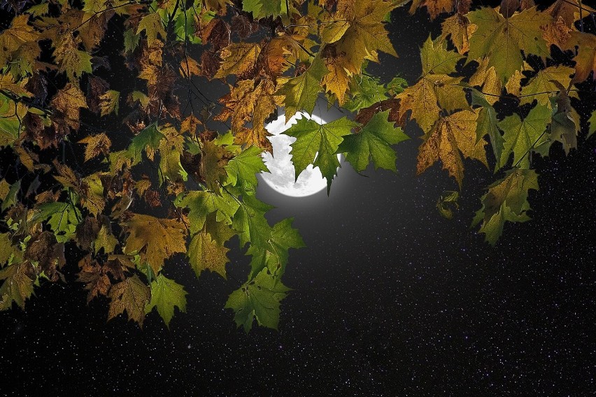 Październikowa pełnia zawdzięcza swoją nazwę – Księżyc...