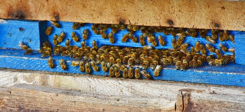 Trująca substancja w ulach na Mazowszu. Nie żyje 1,5 miliona pszczół. Trwają poszukiwania sprawcy