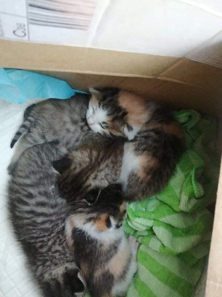 Małe kotki znalezione w Żorach czekają na nowy dom