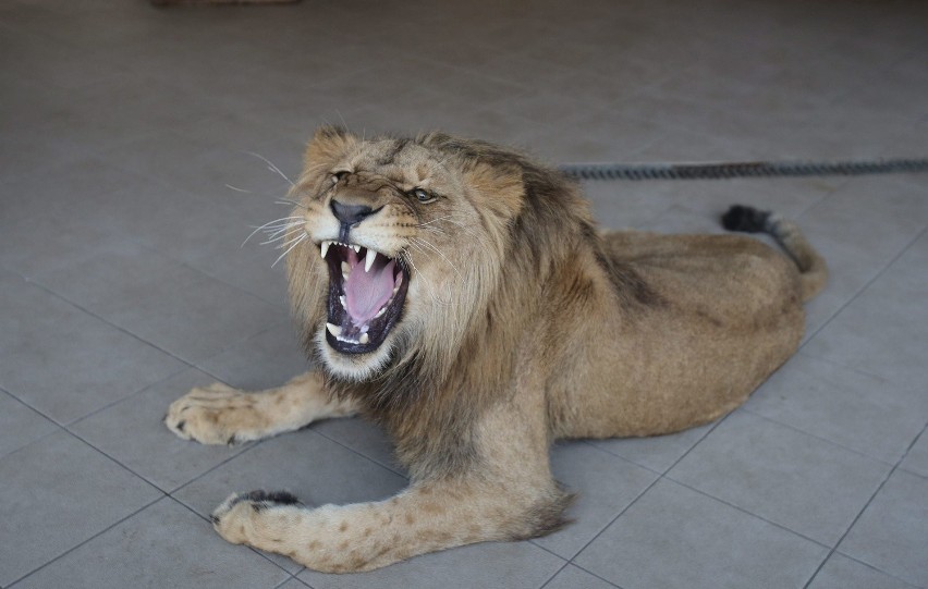 Wizytu u lwa Bolka w chorzowskim zoo