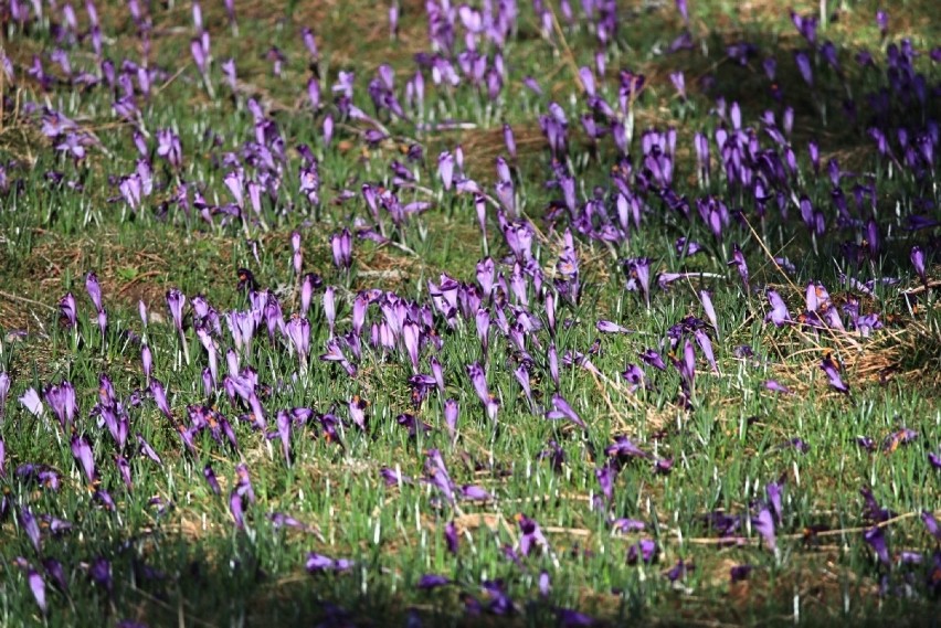 Hokus krokus czyli Dolina Chochołowska wciąż zachwyca i przyciąga tłumy