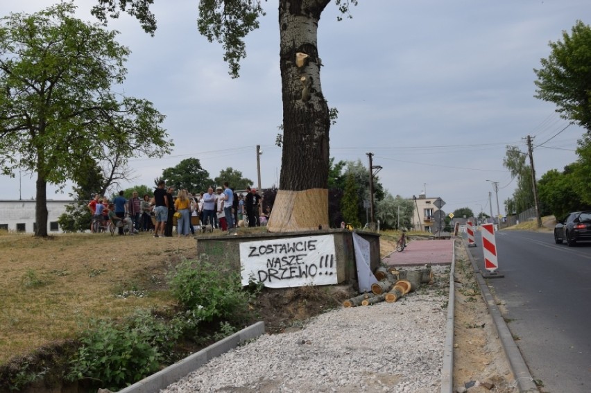 Zduńska Wola. Mieszkańcy ratują drzewo w centrum miasta przed wycięciem [zdjęcia AKTUALIZACJA]