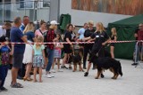 Psie śliczności pokazały się w Otyniu. W niedzielę odbyły się dwie wystawy psów rasowych krajowa i międzynarodowa [MNÓSTWO ZDJĘĆ]