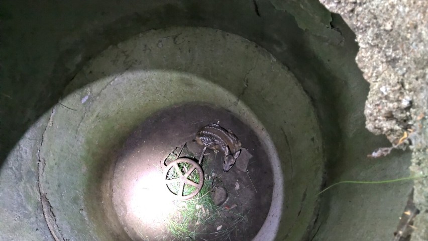 Strażacy z Nadola uratowali młodą sarnę uwiezioną w studni
