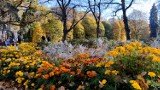 Jesień w parku w Piotrkowie. Zobaczcie Park Poniatowskiego w złotych barwach, październik 2021 - ZDJĘCIA