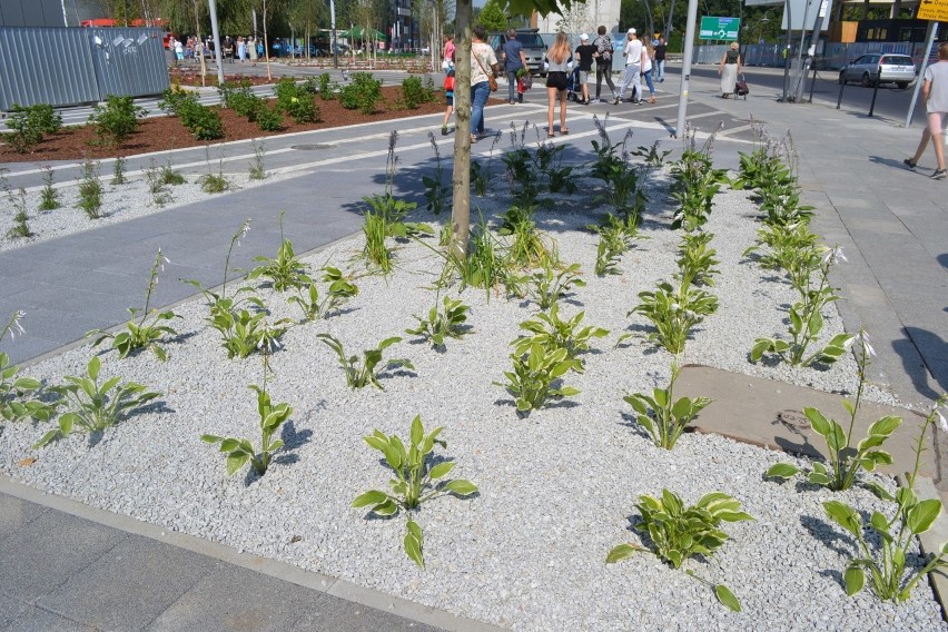 Zmiany widać gołym okiem. Planty w centrum Jaworzna...