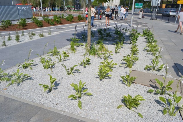 Zmiany widać gołym okiem. Planty w centrum Jaworzna pięknieją