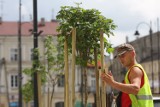 Kilkanaście młodych klonów zdobi ulicę Słowackiego