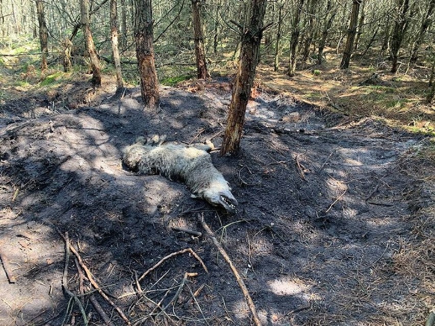 Pod Lublińcem znaleziono zwłoki wilka. Zwierzę konało w...