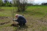 Krosno będzie rajem dla pszczół? Nad Wisłokiem powstaje eksperymentalny sad miejski z pasieką. Są też domki dla owadów [ZDJĘCIA]