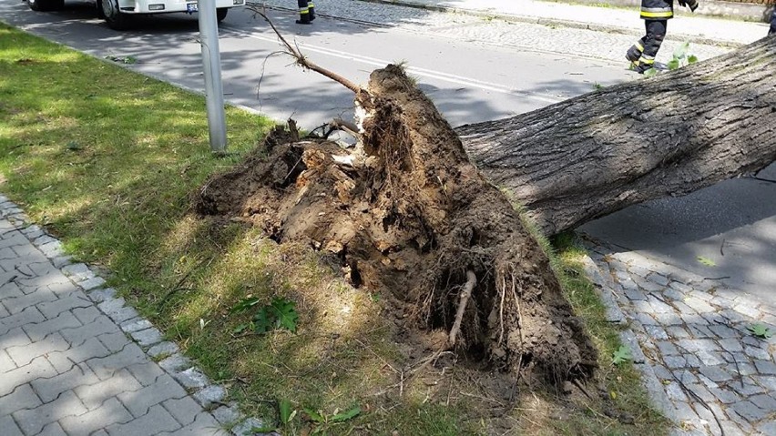 Wichura w Lublińcu. Wyrwane z konarami drzewo upadło na samochód [ZDJĘCIA]