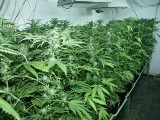 Policjanci z CBŚ zlikwidowali plantację marihuany w Markach