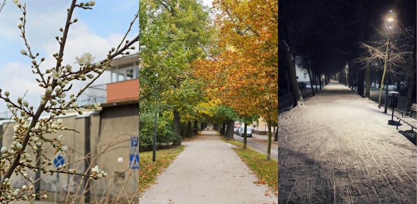 Pory roku na plantach Jana Pawła II w Rawiczu