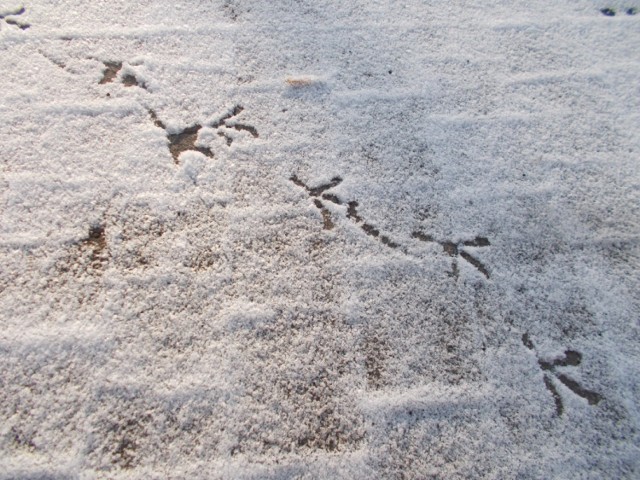 Ślady ptasie tuptania, 26.01.2014 r. (chodnik przy ul. Karola Miarka, naprzeciwko Białego Domku w Mikołowie)