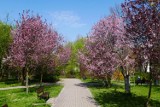 Sady Żoliborskie. Najpiękniejsze miejsce na wiosenny spacer wśród kwitnących drzew owocowych