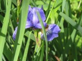 Letnie kwiaty zdjęcia - co kwietnie na łąkach i w ogrodach
