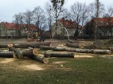 Wycięli mnóstwo drzew na Sępolnie. Mieszkańcy wściekli (ZDJĘCIA)