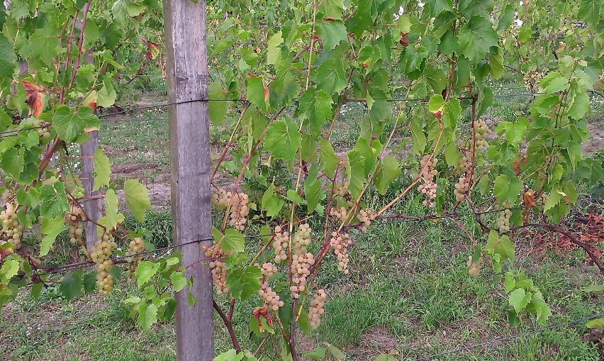 Zielonogórskie winogrona