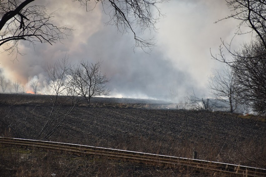 Pożar traw i nieużytków przy ulicy 70 Pułku Piechoty w Pleszewie