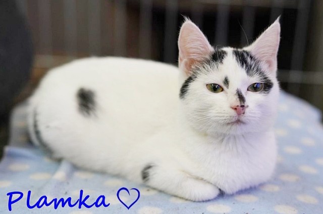 Plamka to jedna z kotek, dla których Malborskie Stowarzyszenie Przyjaciół Reks szuka domu. To codzienna działalność wolontariuszy.