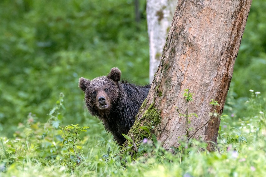 Paweł Ziaja z Chmielnika koło Rzeszowa od lat pasjonuje się...