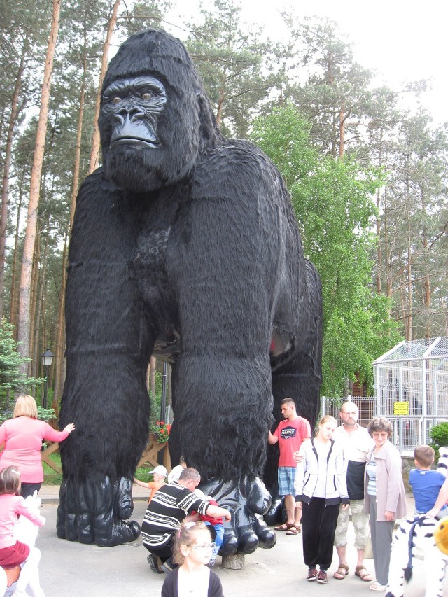 "King Konga" będzie można obejrzeć w towarzystwie... King Konga w podczłuchowskim Canpolu