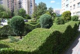 Wspaniały ogród powstał przy blokach w Kielcach! Zobaczcie cudo przy ulicy Dobrowolskiej [ZDJĘCIA]