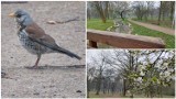 Wiosna wkracza powoli do czeladzkiego Parku Grabek. Ptaki czują się tutaj doskonale 