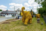 Słonie zniknęły z ronda Tadeusza Borkowskiego. "Powędrowały" kilka metrów dalej, bliżej ZOO i swoich przyjaciół