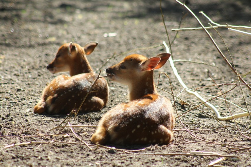 Nowe zwierzęta w warszawskim zoo. Poznajcie ursnona...