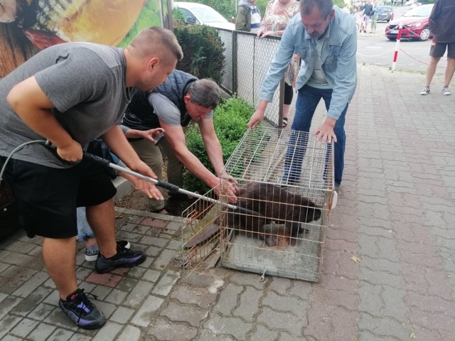 Moment umieszczania bobra w klatce