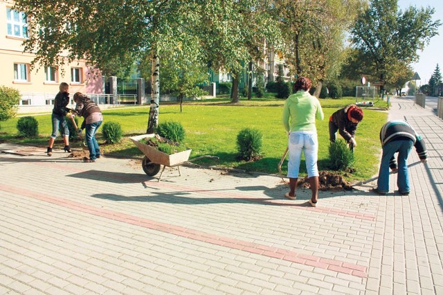 20 tuj znalazło się przed wejściem do SP nr 2, a na terenie placówki posadzono 20 klonów.