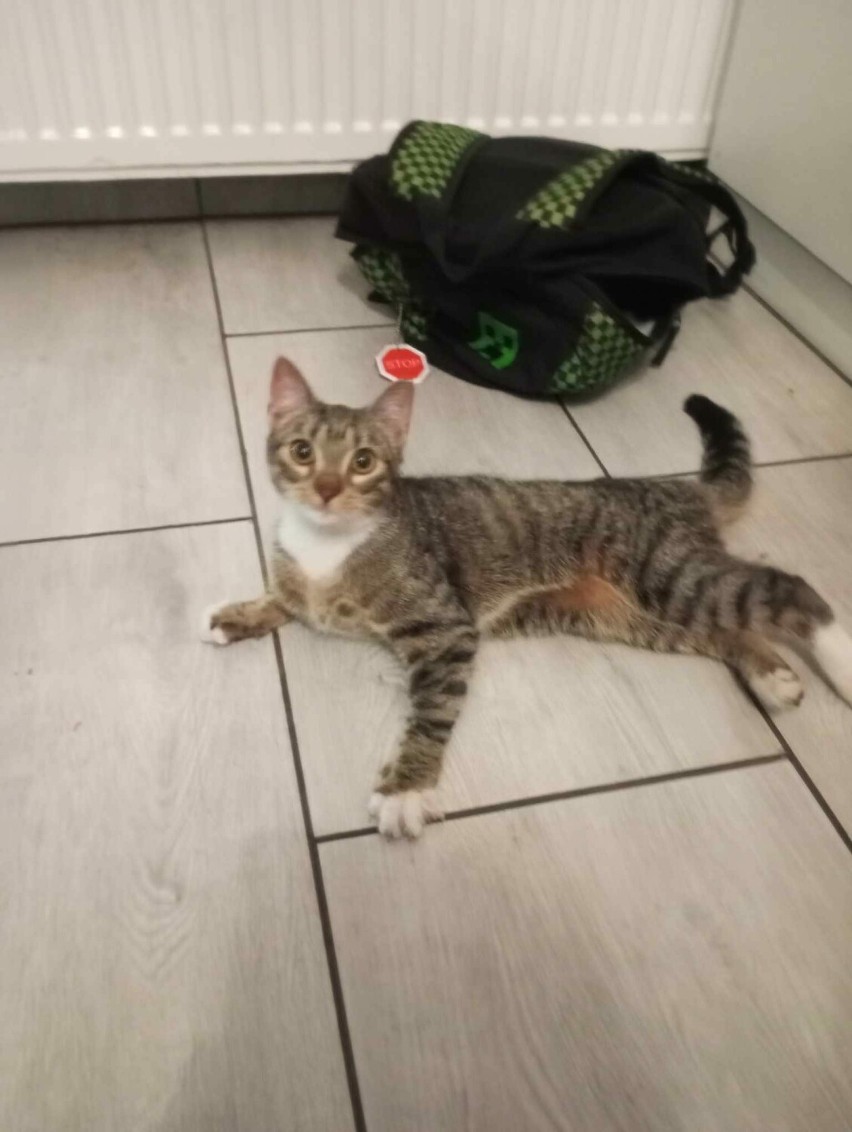 Taki oto kociak został znaleziony w Koninie na ul....