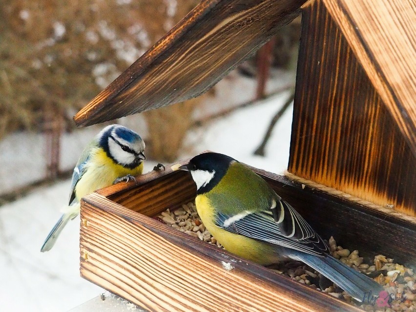 Zimą warto dokarmiać ptaki, ale nie można im dawać byle...