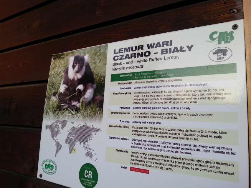 Lemur wari- Fabia