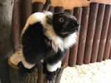Lemur wari o imieniu Gek to nowy mieszkaniec zoo w Chorzowie ZDJĘCIA