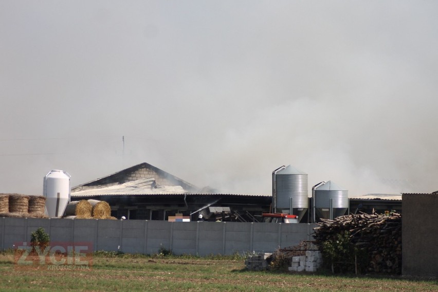 AKTUALIZACJA: Wielki pożar w Chwaliszewie. Spłonęło ok. 700 świń [ZDJĘCIA]                                       