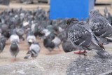 Brytyjczycy brutalnie zabili gołębia 