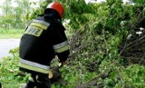 Nawałnica w powiecie zduńskowolskim łamała drzewa