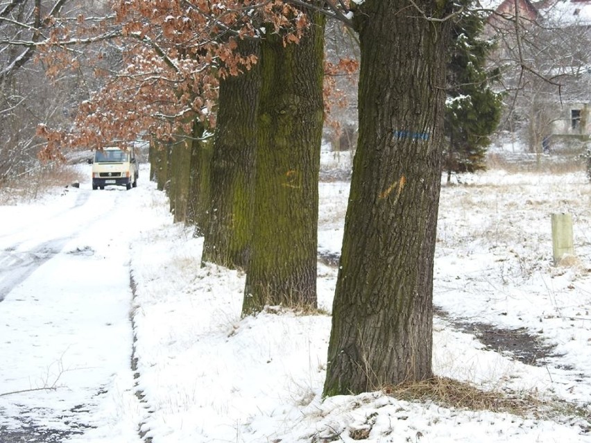 Tuż przy Parku Śląskim trwa wycinka drzew