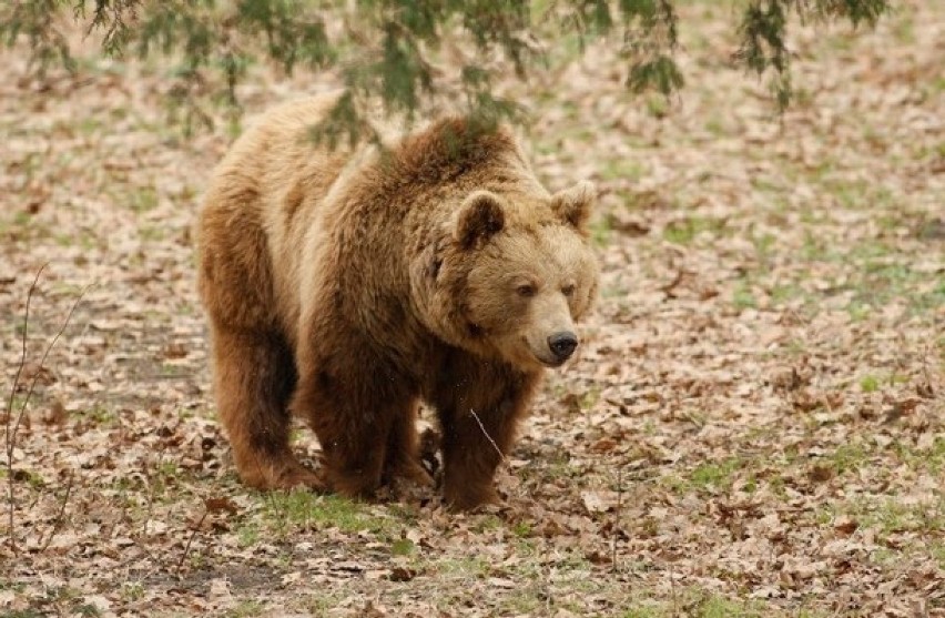 Niedźwiedź brunatny przyszedł na Roztocze

To nie żart,...