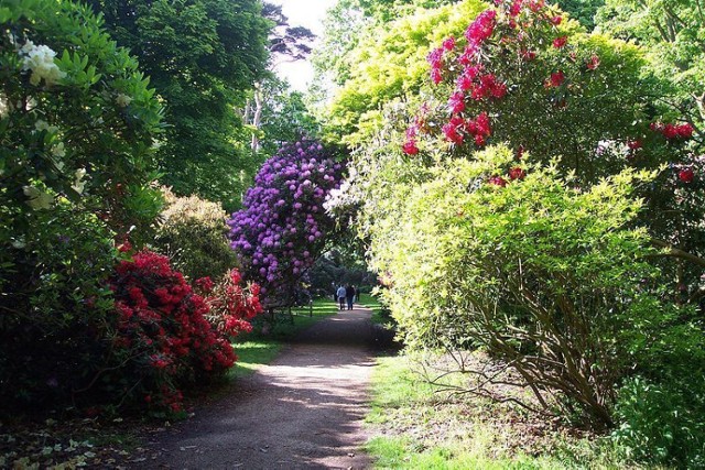 Krzewy rododendronów w Sheringham Park w Anglii