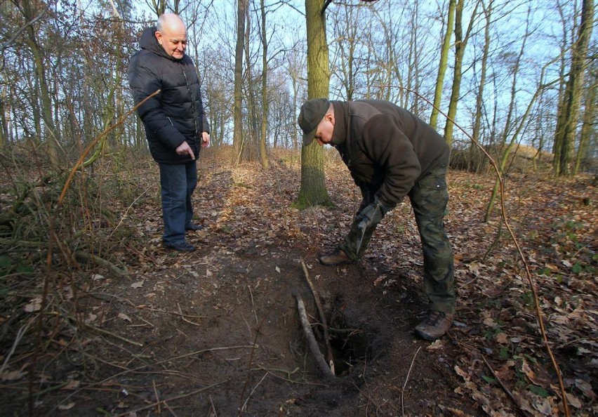 Uratowali jenota w lesie koło Władysławowa